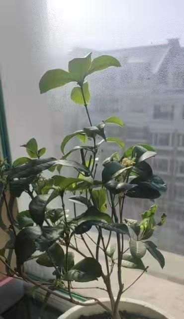 室内植物叶尖干枯怎么办？室内植物养护有哪些注意事项？