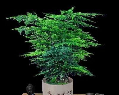 跟文竹很像的植物有哪些？文竹的相似植物有哪些特点？