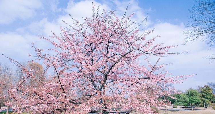 家里可以种樱花树吗？樱花树在家中种植的注意事项有哪些？