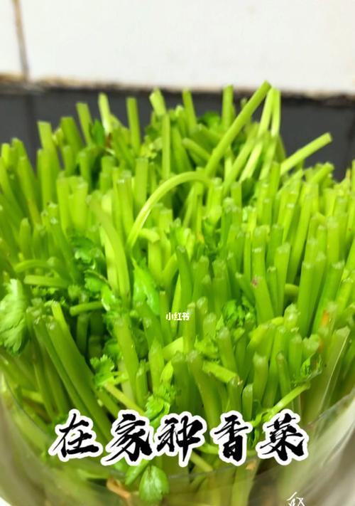 香菜可以用水养吗？水培香菜需要注意什么？