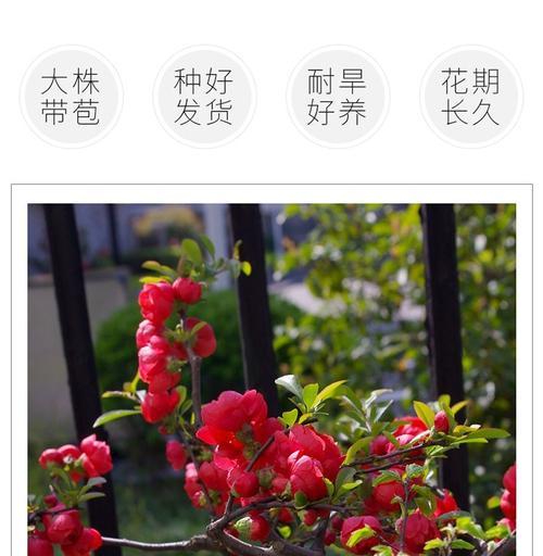 海棠四季开花吗？海棠花期有多长？