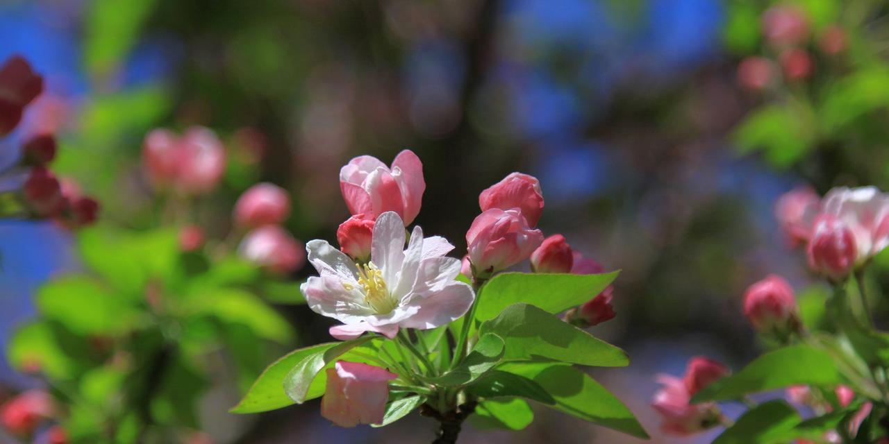 海棠四季开花吗？海棠花期有多长？