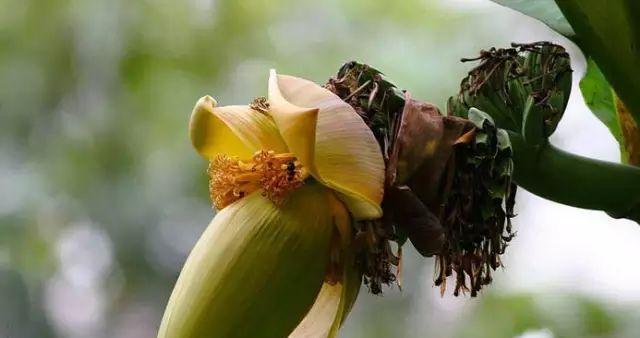 香蕉开花吗？花是什么样子的？