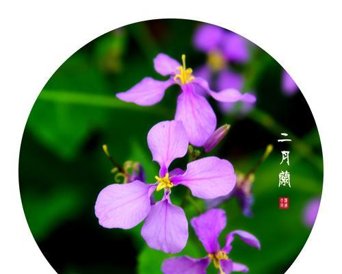 二月兰什么时候开花？花期有多久？