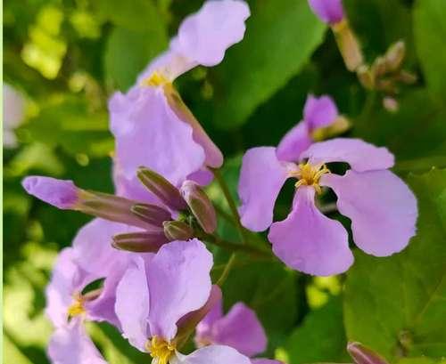 二月兰什么时候开花？花期有多久？