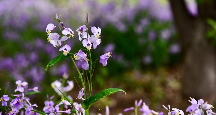 二月兰什么时候开花？花期有多久？