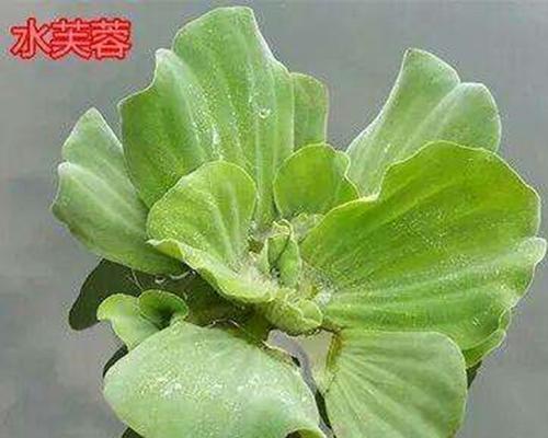 水芙蓉怎么养才能长好？养护技巧有哪些？