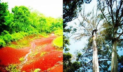 红壤土适合种什么植物？不同植物对土壤的要求是什么？