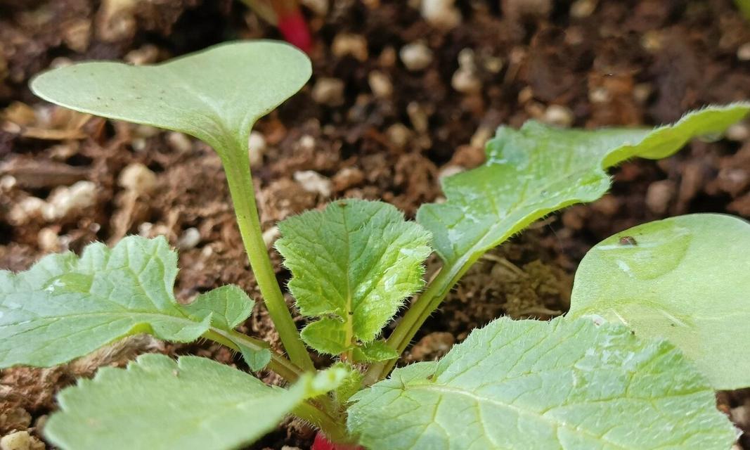 樱桃萝卜开花吗？花是什么样子的？