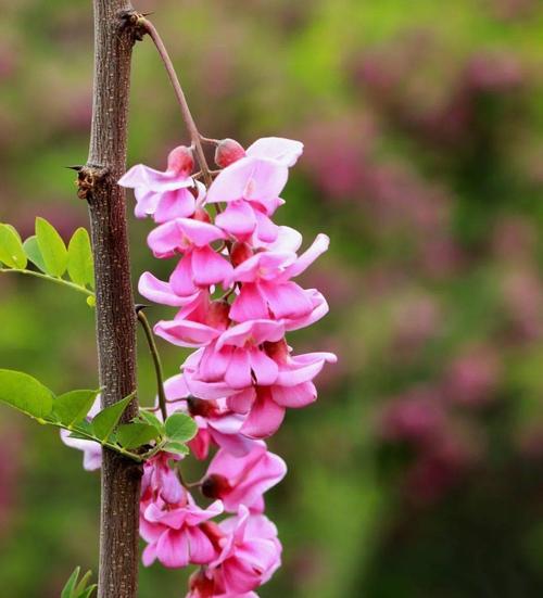 槐花有几种颜色？不同颜色的槐花花语是什么？