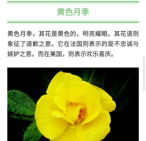 什么花的花语是讽刺？讽刺花语的花有哪些？