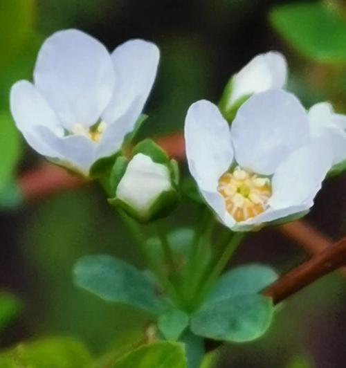 什么花的花语是讽刺？讽刺花语的花有哪些？