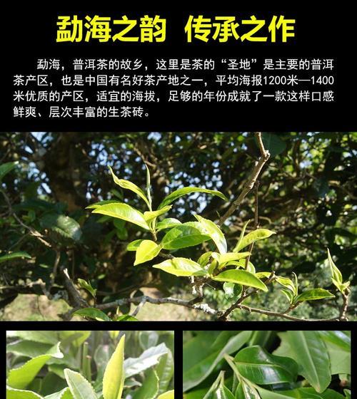 普洱古树茶和老树茶的区别是什么？古树茶和老树茶有何不同？