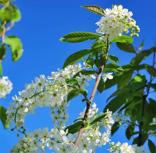 樱桃树什么时候开花结果？樱桃树的生长周期是怎样的？