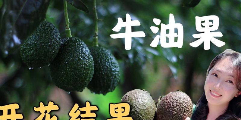 牛油果树几年结果实？牛油果树的生长周期是怎样的？