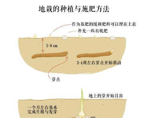 香玲核桃栽种方法和注意事项是什么？香玲核桃怎么种植？