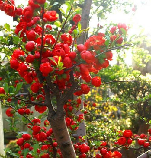 海棠花是喜阴还是喜阳光的植物？海棠花的养护环境是怎样的？