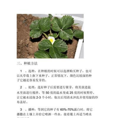 含羞草种子怎么种植？含羞草播种方法和注意事项是什么？