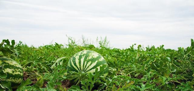 西瓜几月份种植最好？西瓜适合什么季节种植？