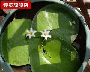 盆栽水莲花怎么养？水莲花盆栽养殖方法和养护事项是什么？