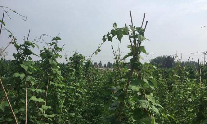 油豆几月份种植合适？油豆的种植时间和方法是什么？