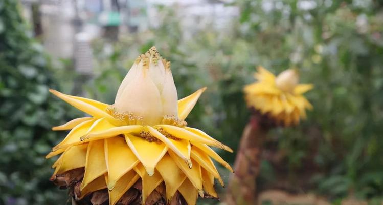 菩提子有多少品种？不同品种菩提子有何区别？