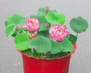 水莲花有毒吗？水莲花可以放在室内养吗？