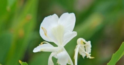 姜花花期是什么时候？姜花的开花时间和花期有多久？