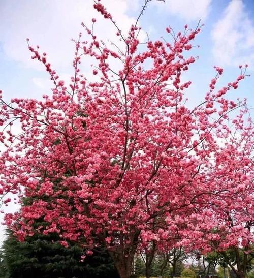 樱花是哪个市的市花？樱花的市花地位是如何确定的？