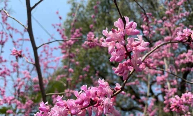 樱花是哪个市的市花？樱花的市花地位是如何确定的？