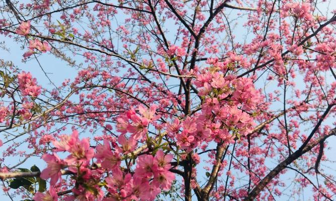 樱花是哪个市的市花？樱花的市花地位是如何确定的？