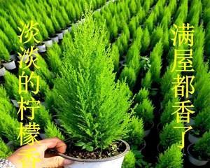 松树是双子叶植物吗？松树的植物分类是什么？