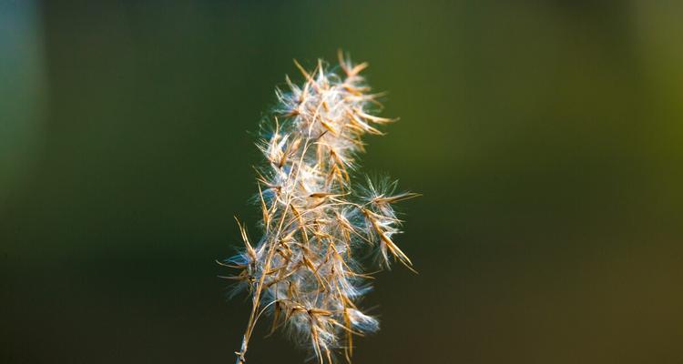 芦苇有种子吗？芦苇靠什么传播种子？