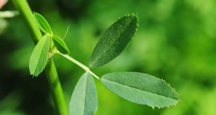 草头什么季节吃最好？草头的最佳食用季节是什么？