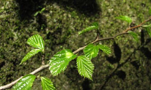 银缕梅属于什么植物类型？银缕梅的植物分类是什么？