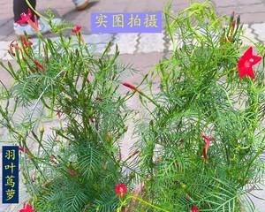 耐高温的花卉有哪些？适合高温环境种植的花卉有哪些？