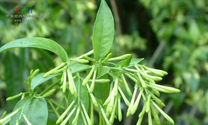 夜香花的功效与作用有哪些？夜香花的食用方法是什么？