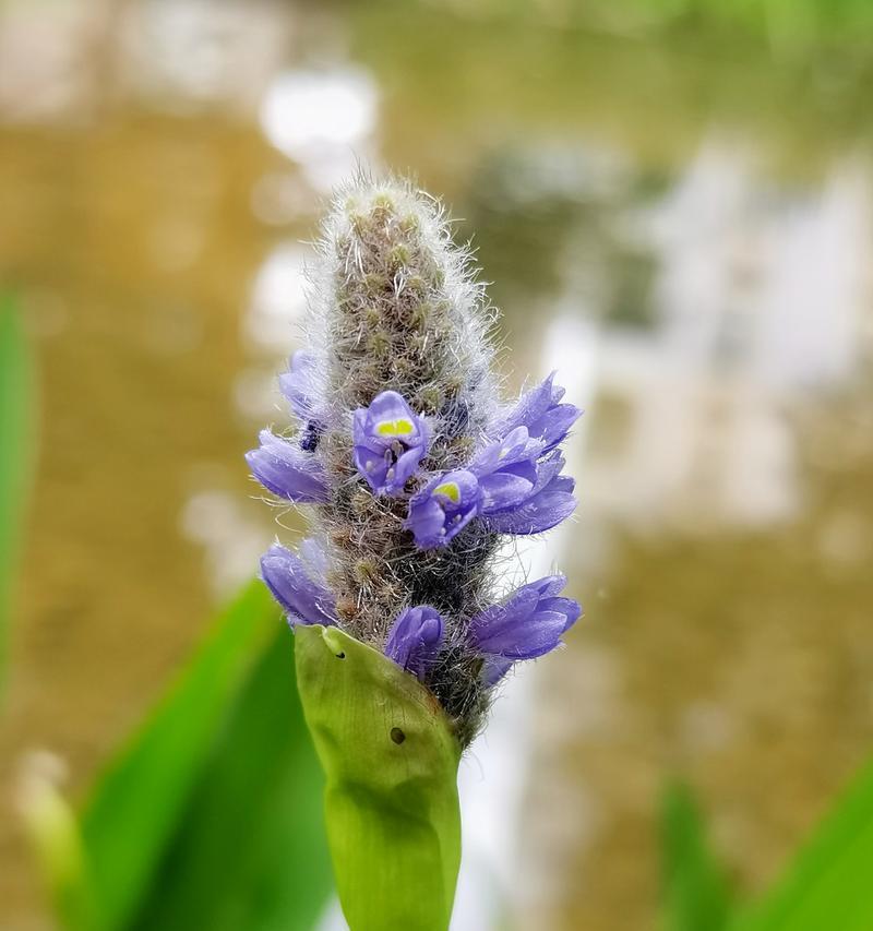 湿生植物有哪些？湿生植物的特点和生长环境是什么？