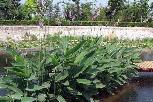 湿生植物有哪些？湿生植物的特点和生长环境是什么？