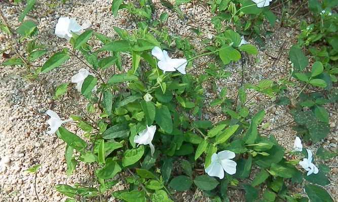 牵牛花是双子叶植物吗？牵牛花的植物分类是什么？