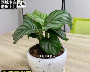 好养的植物有哪些？适合新手养护的植物有哪些？