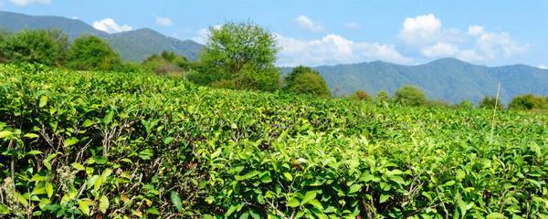 茶树种植条件是什么？茶树适宜的生长环境有哪些？