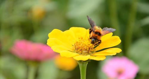 蜂室花什么时候播种最好？蜂室花播种时间和方法是什么？