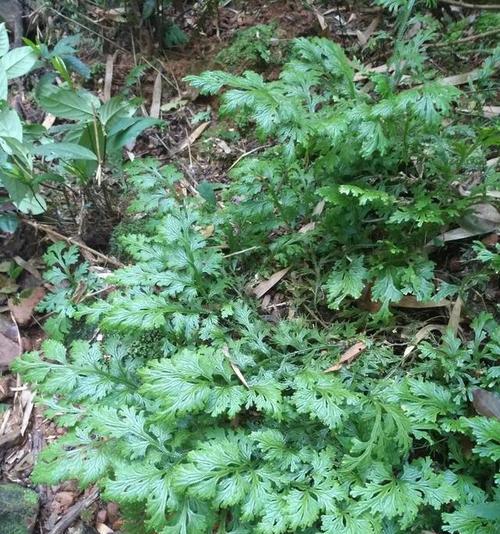 卷柏是藻类植物吗？卷柏的植物分类是什么？