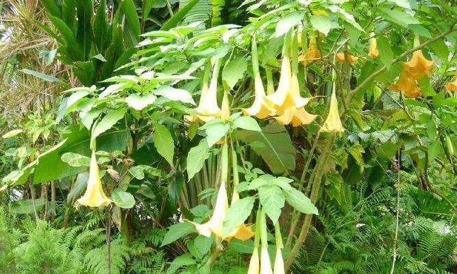 曼陀罗花香有毒吗？曼陀罗花的毒性有多大？