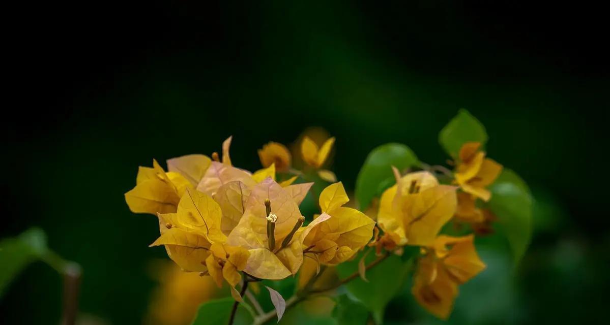 江门的市花是什么花？勒杜鹃的花语寓意是什么？