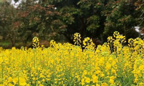 油菜花是什么季节开的花？油菜花的开花时间和花期是什么时候？