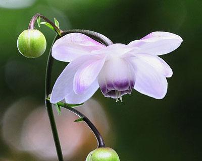 金丝菊花的花语是什么？金丝菊花有哪些寓意？