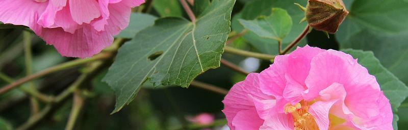 芙蓉花的花语是什么？芙蓉花有哪些寓意？