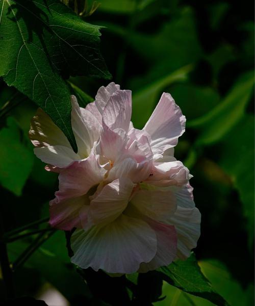 芙蓉花的花语是什么？芙蓉花有哪些寓意？